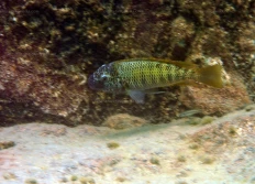 sp. aff polyodon 3 "Mvuna Island"