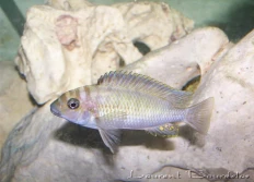 Petrochromis orthognathus