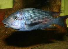 'red fin Longola'