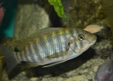 Petrochromis sp. 'longnose'