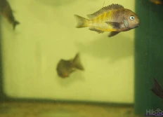 Tropheus sp.crescentic «Ubwari green»