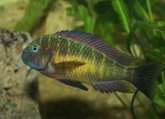 Tropheus moorii Red rainbow