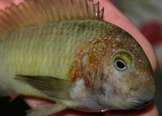 Tropheus moorii Bright yellow