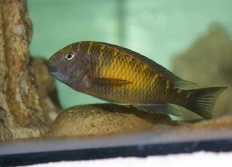 Tropheus moorii "Kasakalawe"
