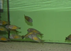 Tropheus moorii "Katoto"