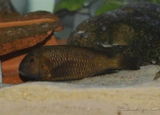Tropheus sp.ater «Aeneus»