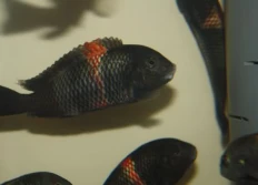 Tropheus sp.ater «Rutunga»