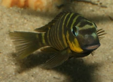 Tropheus sp. 'Mpimbwe' Dahabu yellow cheek
