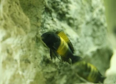 Tropheus sp.ater «Kiriza»