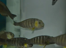 Tropheus sp.lukuga  «Canary cheeck»