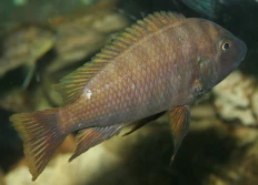 Petrochromis horii