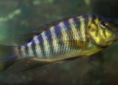 02 - Petrochromis
