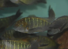 Tropheus moorii Orientalis rainbow