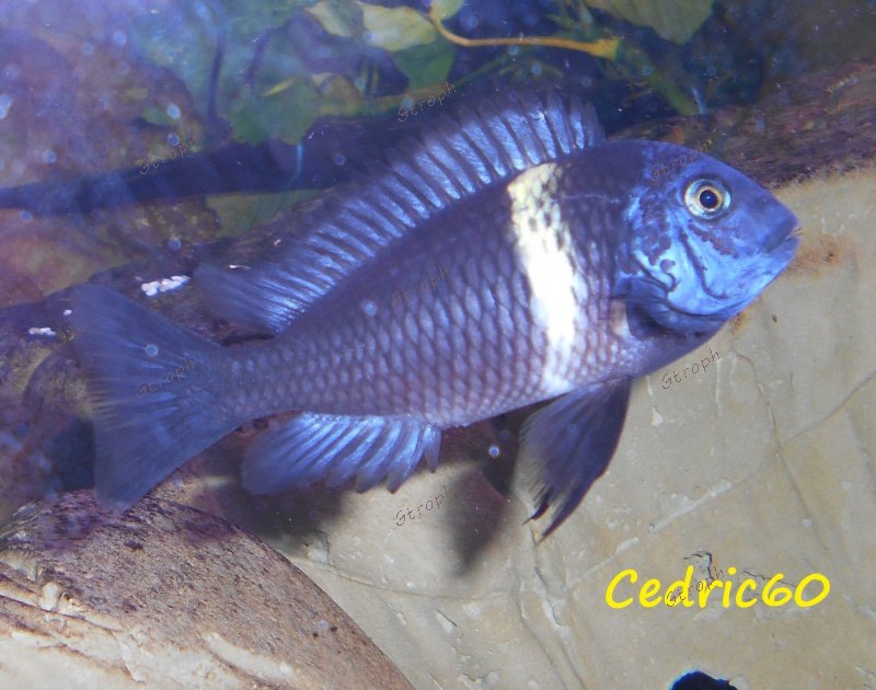 Cedric60 1