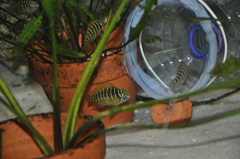 piége à alevins Corwin 9