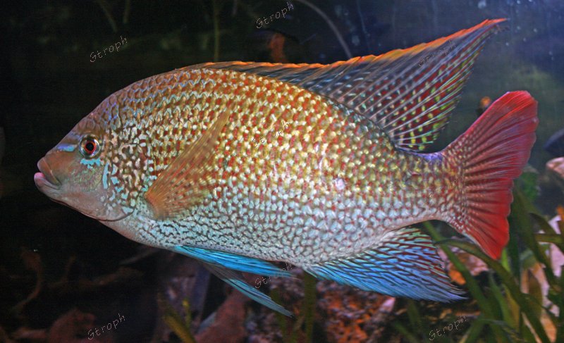 Jerome 10 male