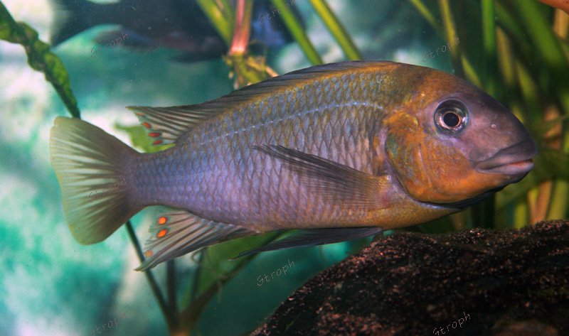 Jerome 14 male