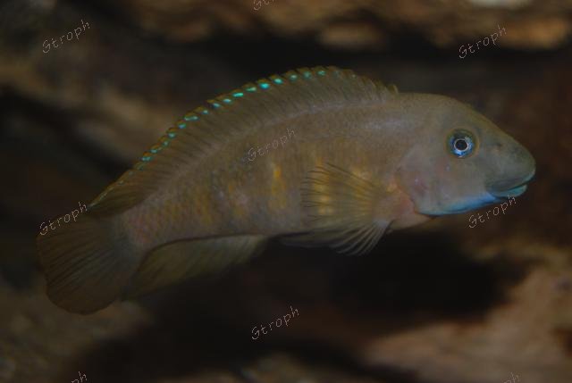 Kigoma eric41 2