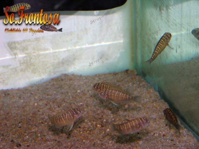 So-frontosa 3