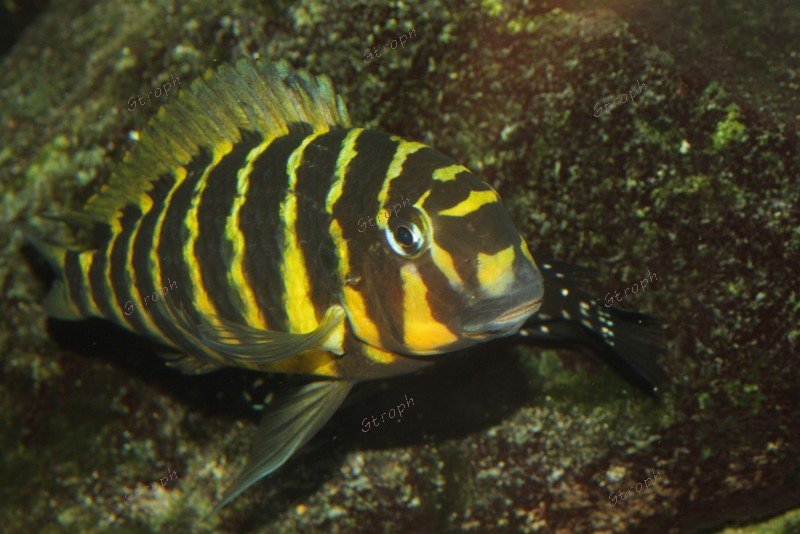 Tankganyika 2