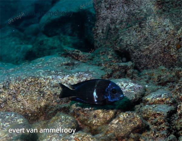 Mahale Evert van ammelrooy