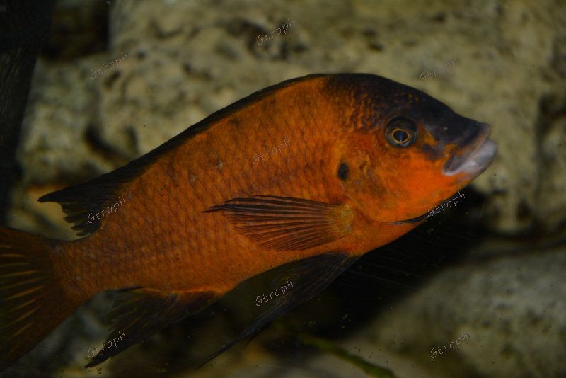 coco 12 male