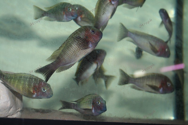 hugo 1 airfish