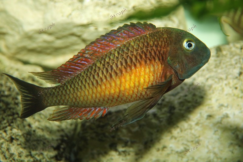 kasanga biodivmax chez joel