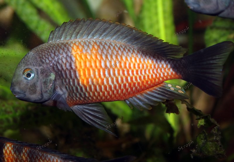 mabilibili biodivmax