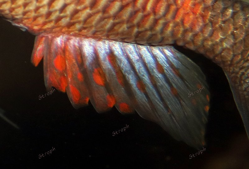 moliro détail biodivmax