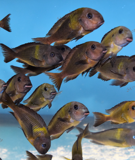 Malagarasii Baars cichlids portraits .