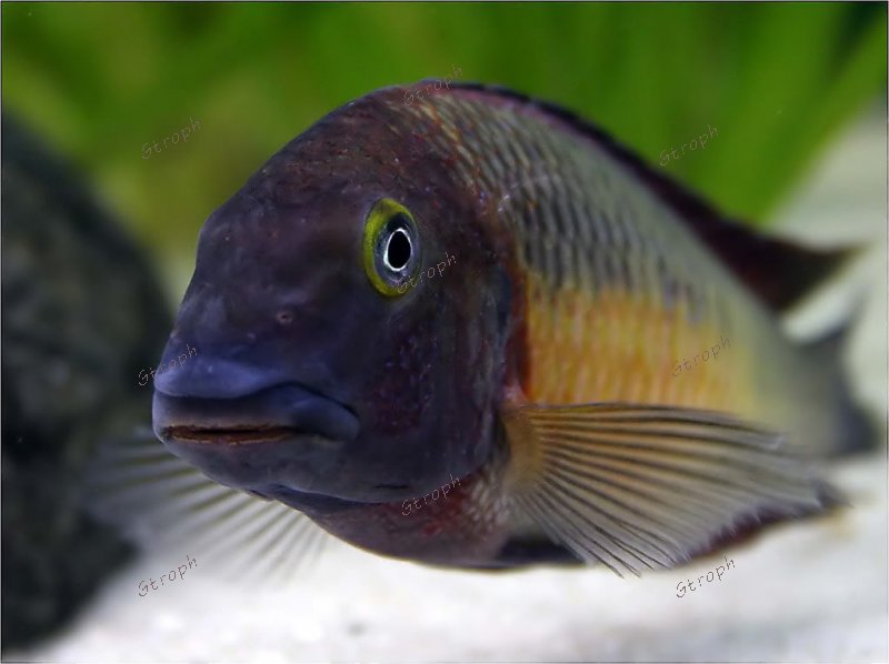 portrait Diogo Lopes 9