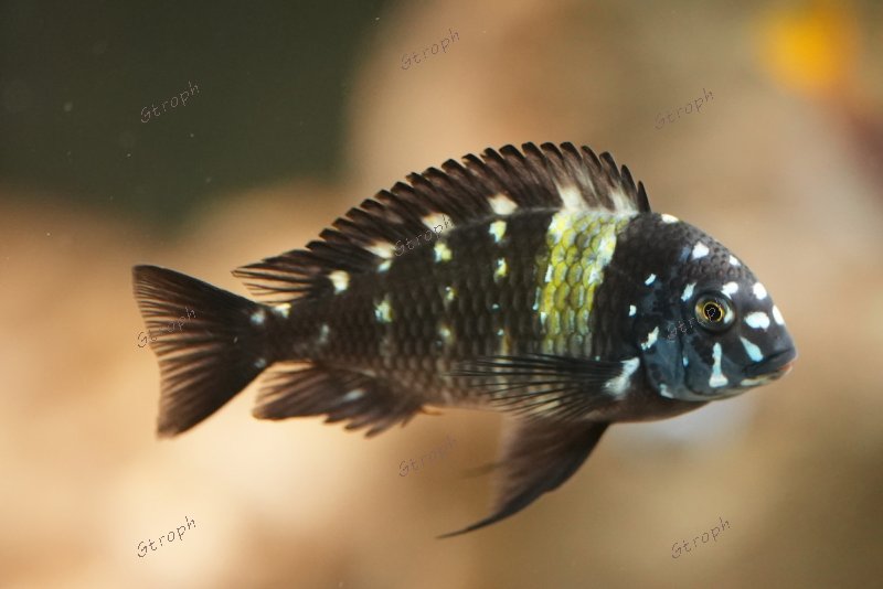 subadulte philippe 10