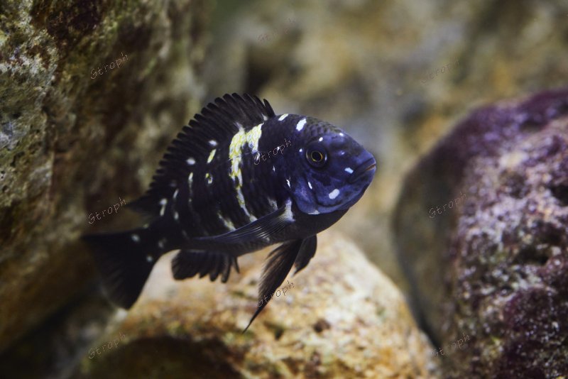 juvénile stade 2 alexis