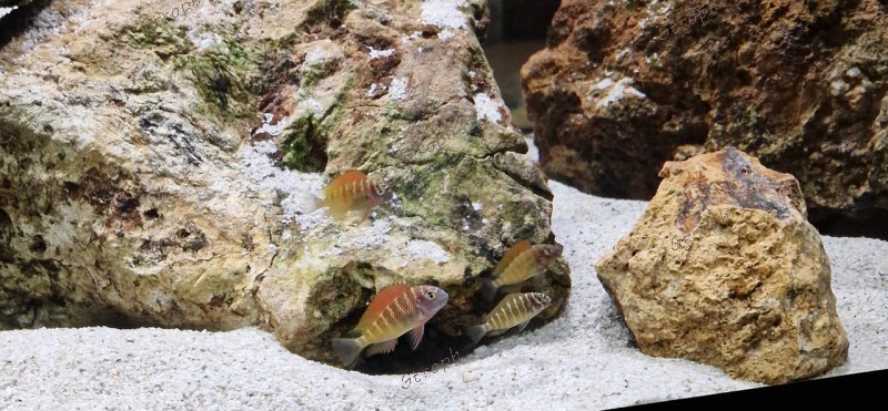 Ilangi subadultes Jacko07