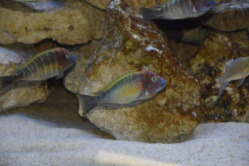 Nkonde tropheus 45